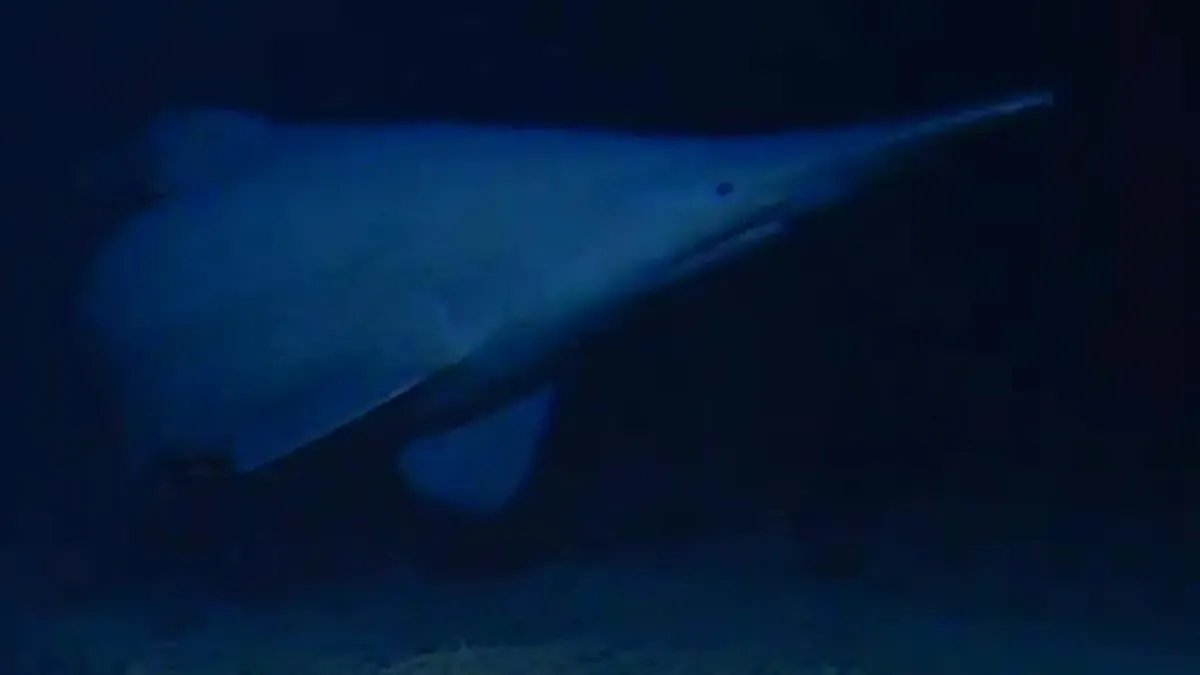 First Live Goblin Shark Filmed in Deep Sea Habitat